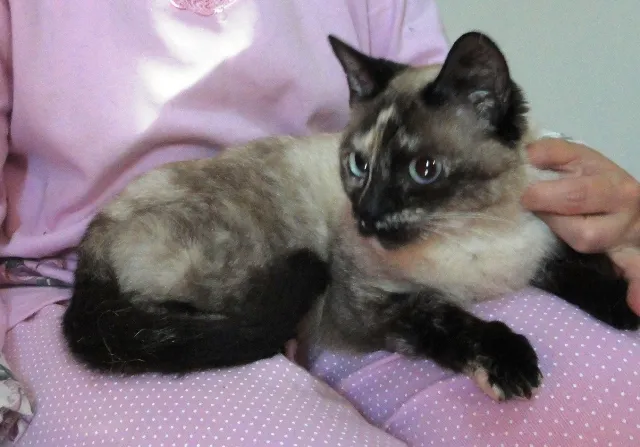 Gato ra a SRD idade 7 a 11 meses nome Ceres