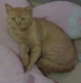 Tobi