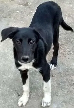 Cachorro raça SRD idade 2 a 6 meses nome Michely
