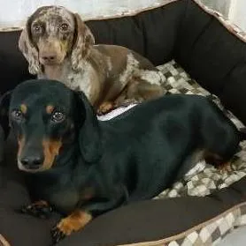Cachorro raça Dachshund idade 2 anos nome Joaquim