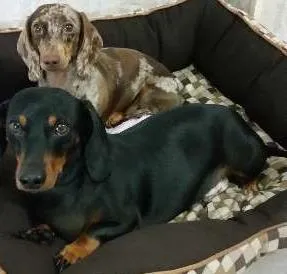 Cachorro ra a Dachshund idade 2 anos nome Frederico
