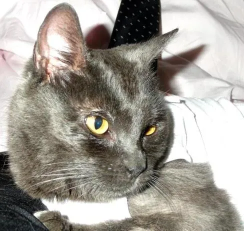 Gato ra a SRD idade 7 a 11 meses nome Atena