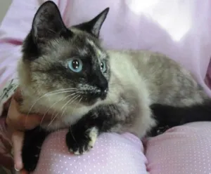 Gato raça SRD idade 7 a 11 meses nome Ceres