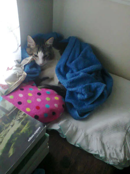 Gato raça pet idade 7 a 11 meses nome totoim
