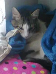 Gato raça pet idade 7 a 11 meses nome totoim