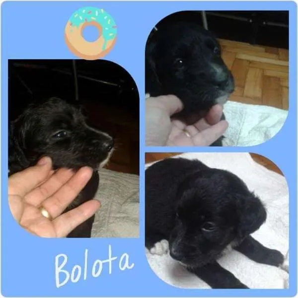 Cachorro ra a SRD idade Abaixo de 2 meses nome Bolota