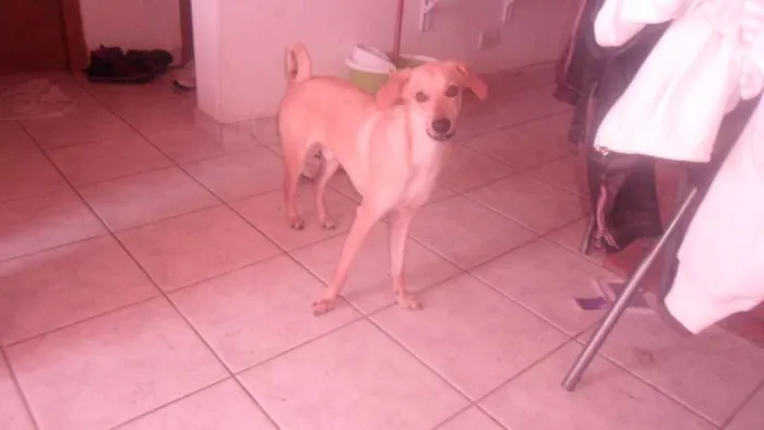 Cachorro ra a vira-lata  idade 1 ano nome pou