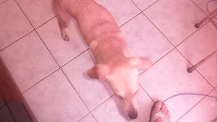 Cachorro ra a vira-lata  idade 1 ano nome pou