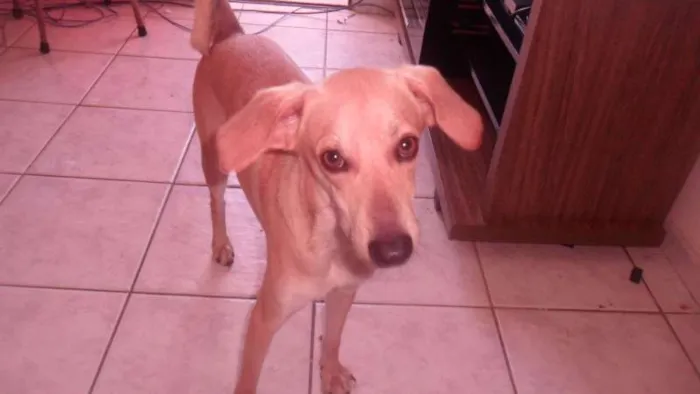 Cachorro ra a vira-lata  idade 1 ano nome pou