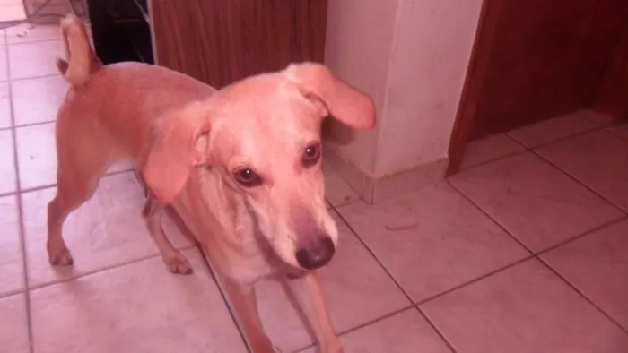 Cachorro ra a vira-lata  idade 1 ano nome pou