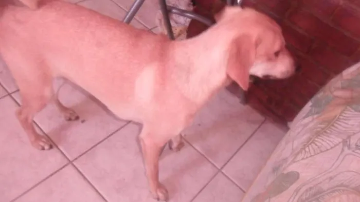 Cachorro ra a vira-lata  idade 1 ano nome pou