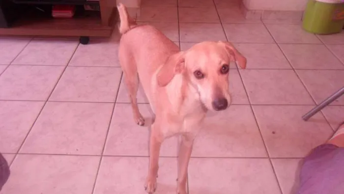 Cachorro ra a vira-lata  idade 1 ano nome pou