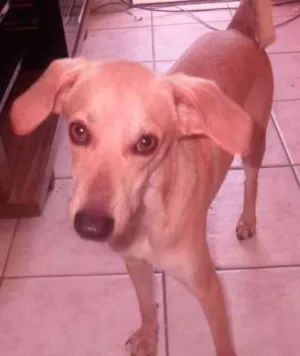 Cachorro raça vira-lata  idade 1 ano nome pou
