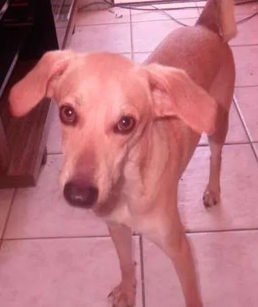 Cachorro ra a vira-lata  idade 1 ano nome pou