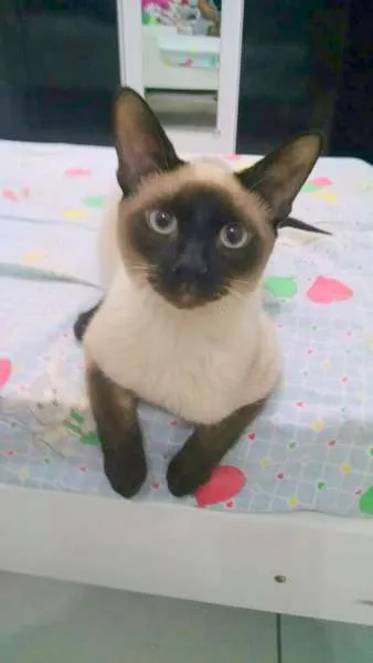 Gato ra a Siamês idade 2 a 6 meses nome lUCKY 