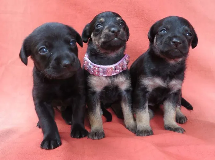 Cachorro raça SRD idade Abaixo de 2 meses nome Filhotinhos
