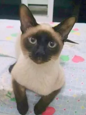 Gato raça Siamês idade 2 a 6 meses nome lUCKY 