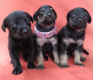 Cachorro raça SRD idade Abaixo de 2 meses nome Filhotinhos