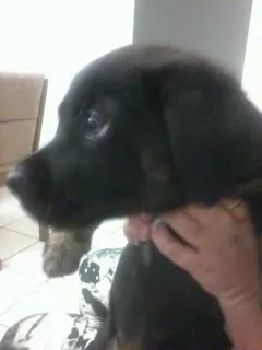 Cachorro ra a  idade 7 a 11 meses nome Beatle