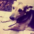 FAISCA