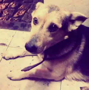 Cachorro raça VIRA LATA idade 3 anos nome FAISCA