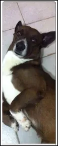 Negão