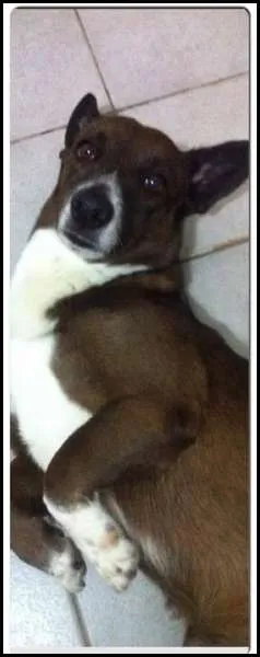 Cachorro ra a SRD idade 6 ou mais anos nome Negão