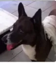 Negão
