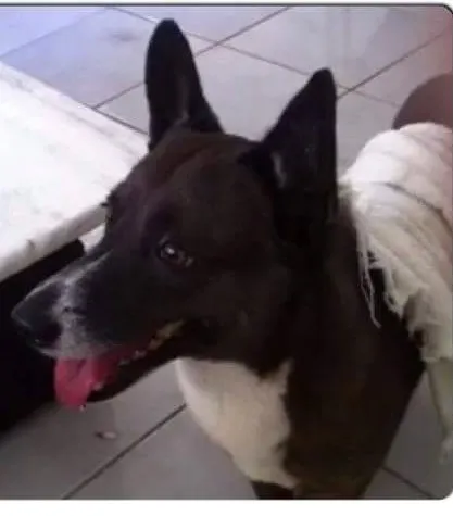 Cachorro ra a SRD idade 6 ou mais anos nome Negão