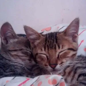 Gato raça Vira lata idade 2 a 6 meses nome A ser definido