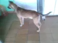 Biduzao