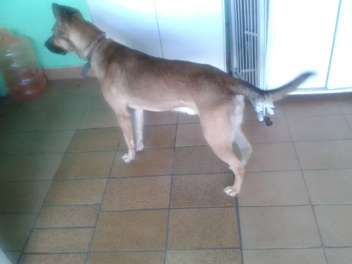 Cachorro ra a srd idade 2 anos nome Biduzao