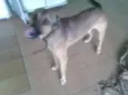 Biduzao