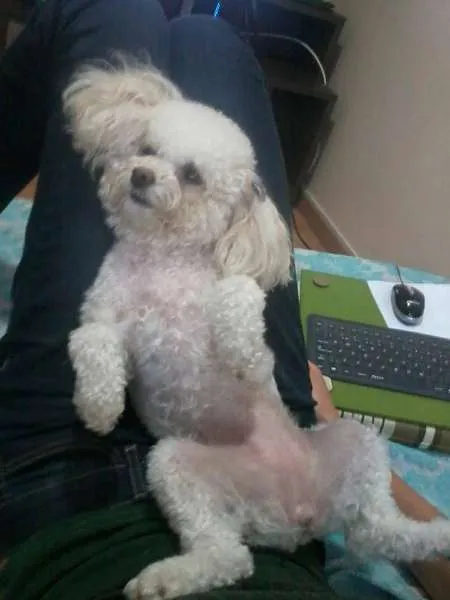 Cachorro ra a Poodle idade 4 anos nome Nina