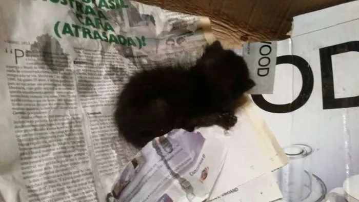 Gato ra a Vira lata idade Abaixo de 2 meses nome Não tem
