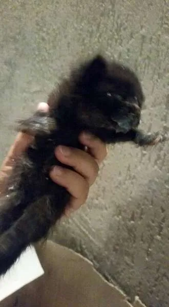 Gato ra a Vira lata idade Abaixo de 2 meses nome Não tem