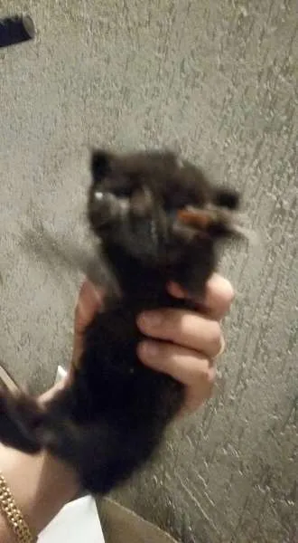 Gato ra a Vira lata idade Abaixo de 2 meses nome Não tem