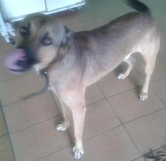 Cachorro ra a srd idade 2 anos nome Biduzao