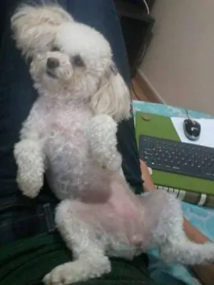 Cachorro raça Poodle idade 4 anos nome Nina
