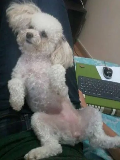 Cachorro ra a Poodle idade 4 anos nome Nina