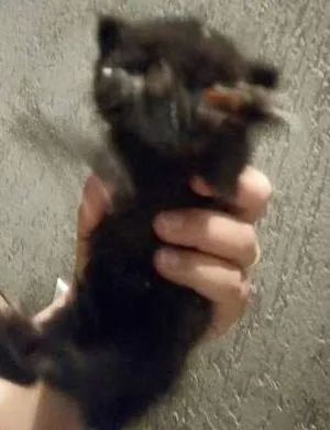 Gato ra a Vira lata idade Abaixo de 2 meses nome Não tem