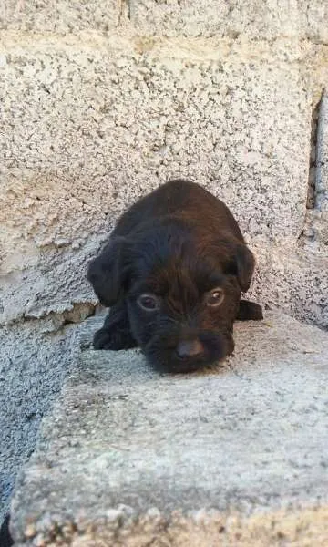 Cachorro ra a SRD idade 2 a 6 meses nome bebes mix