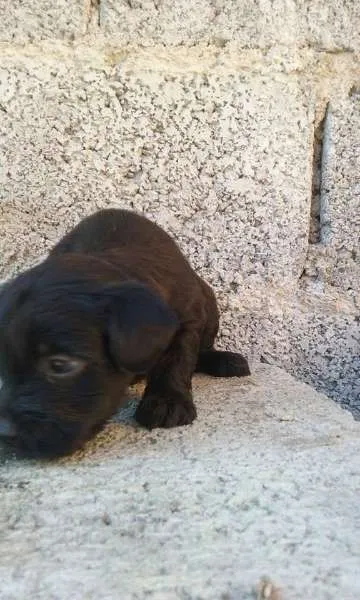 Cachorro ra a SRD idade 2 a 6 meses nome bebes mix