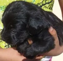 Cachorro ra a SRD idade 2 a 6 meses nome bebes mix