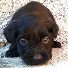 Cachorro ra a SRD idade 2 a 6 meses nome bebes mix