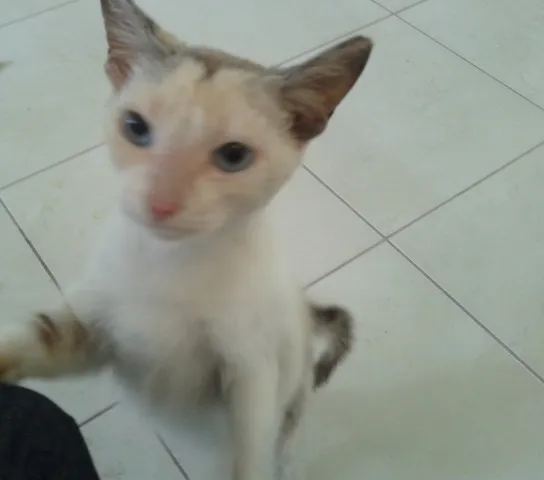 Gato ra a SRD idade 2 anos nome Valentina