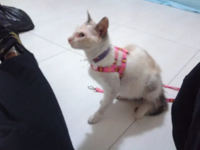 Gato ra a SRD idade 2 anos nome Valentina