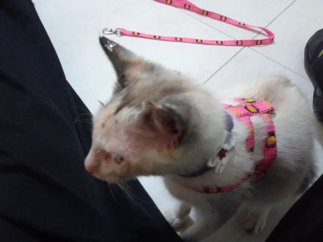 Gato ra a SRD idade 2 anos nome Valentina