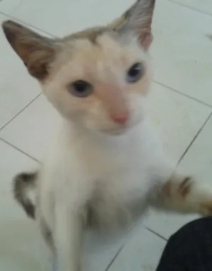 Gato raça SRD idade 2 anos nome Valentina