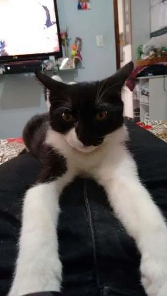 Gato ra a  idade 2 a 6 meses nome Rojão